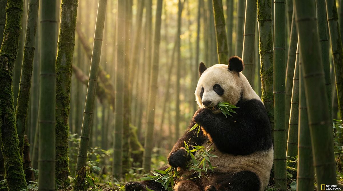 在线看片动物写真视频社区